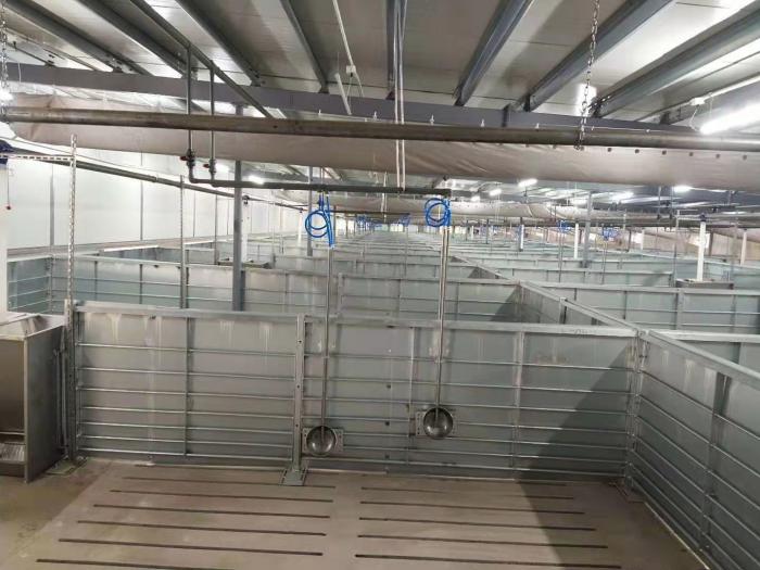 Drinking system is very crucial in the pig farm design